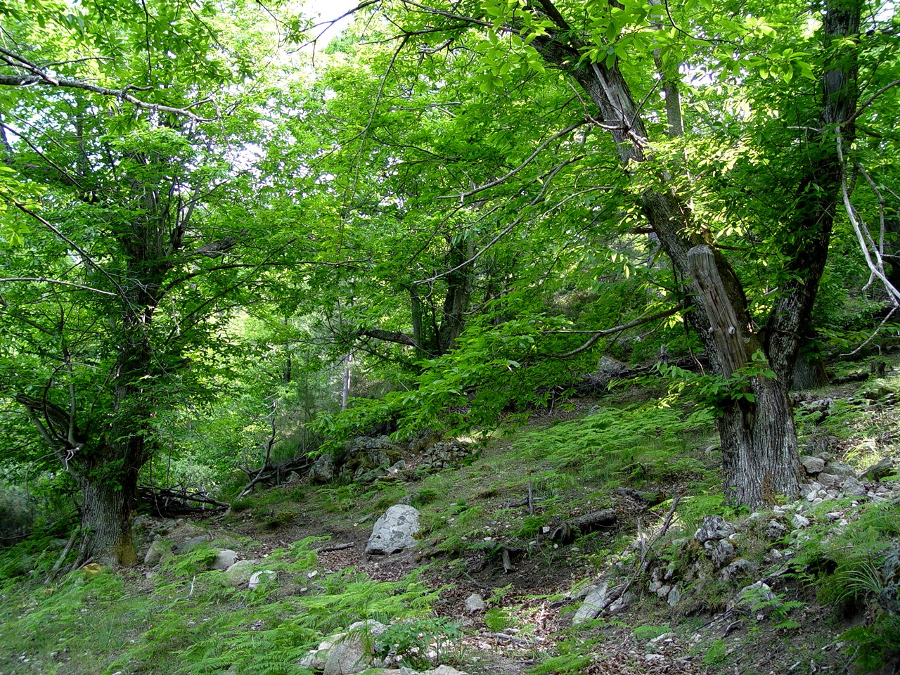 Randonnée dans le Taravo